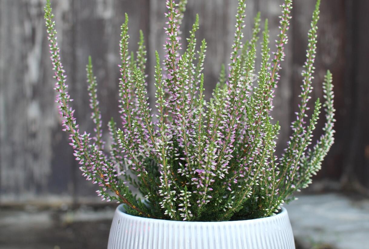 Vřes obecný 'Liletta' (Garden girls®) - Calluna vulgaris 'Liletta' (Garden girls®)