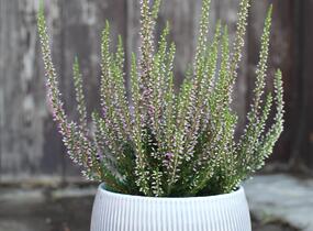 Vřes obecný 'Liletta' (Garden girls®) - Calluna vulgaris 'Liletta' (Garden girls®)