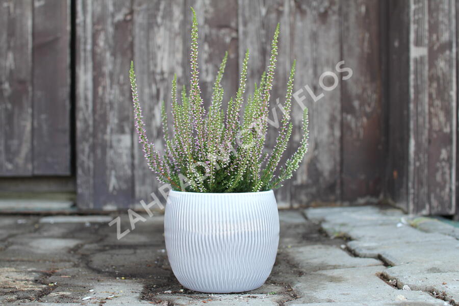 Vřes obecný 'Liletta' (Garden girls®) - Calluna vulgaris 'Liletta' (Garden girls®)