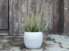 Vřes obecný 'Liletta' (Garden girls®) - Calluna vulgaris 'Liletta' (Garden girls®)