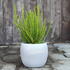 Calluna vulgaris (Sunset girls®) 'Zelia'.JPG
