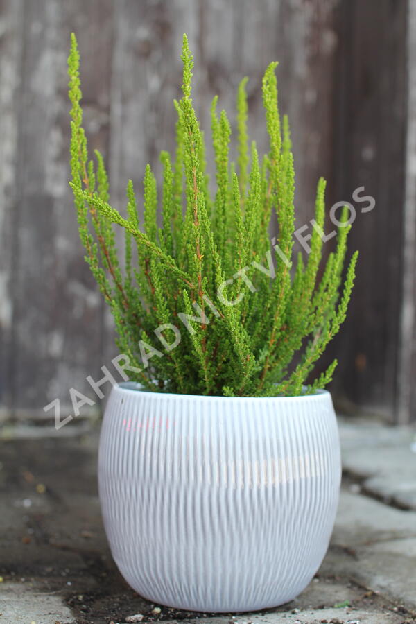 Vřes obecný (Sunset girls®) 'Zelia' - Calluna vulgaris (Sunset girls®) 'Zelia'