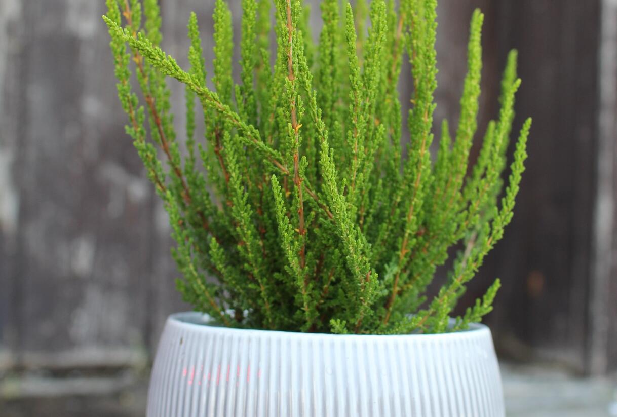 Vřes obecný (Sunset girls®) 'Zelia' - Calluna vulgaris (Sunset girls®) 'Zelia'