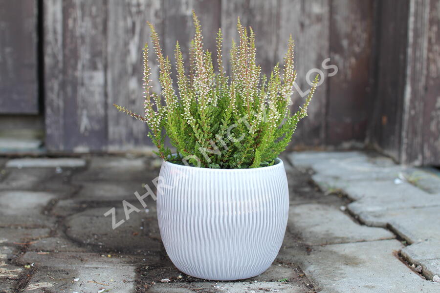 Vřes obecný 'Franca' (Garden girls®) - Calluna vulgaris 'Franca' (Garden girls®)