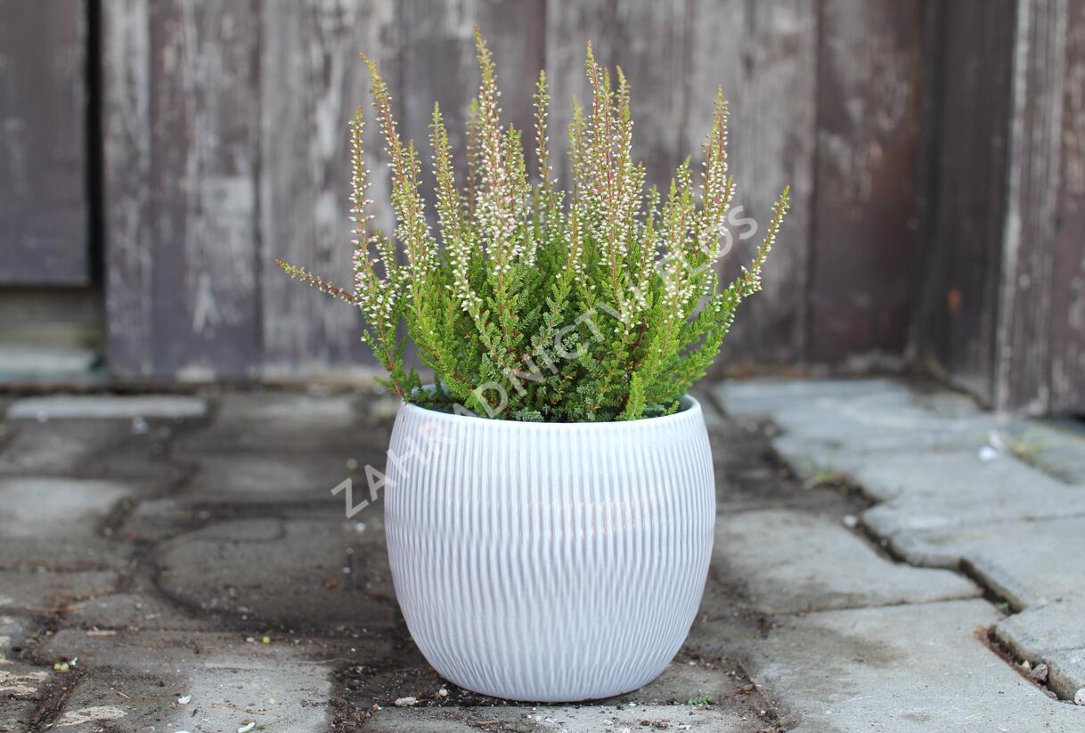 Vřes obecný 'Franca' (Garden girls®) - Calluna vulgaris 'Franca' (Garden girls®)