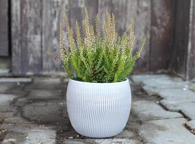 Vřes obecný 'Franca' (Garden girls®) - Calluna vulgaris 'Franca' (Garden girls®)