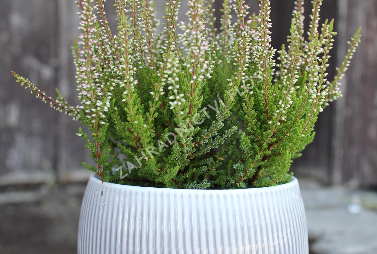 Vřes obecný 'Franca' (Garden girls®) - Calluna vulgaris 'Franca' (Garden girls®)