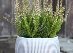 Vřes obecný 'Franca' (Garden girls®) - Calluna vulgaris 'Franca' (Garden girls®)
