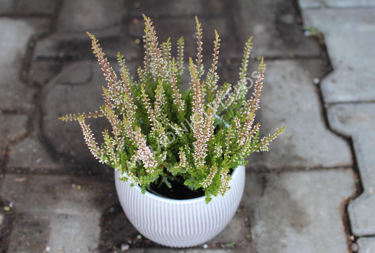Vřes obecný 'Franca' (Garden girls®) - Calluna vulgaris 'Franca' (Garden girls®)