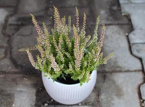 Vřes obecný 'Franca' (Garden girls®) - Calluna vulgaris 'Franca' (Garden girls®)