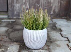 Vřes obecný 'Lioba' (Garden girls®) - Calluna vulgaris 'Lioba' (Garden girls®)