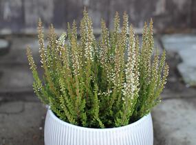 Vřes obecný 'Lioba' (Garden girls®) - Calluna vulgaris 'Lioba' (Garden girls®)