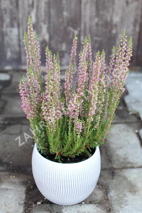 Vřes obecný 'Leandra' (Garden girls®) - Calluna vulgaris 'Leandra' (Garden girls®)