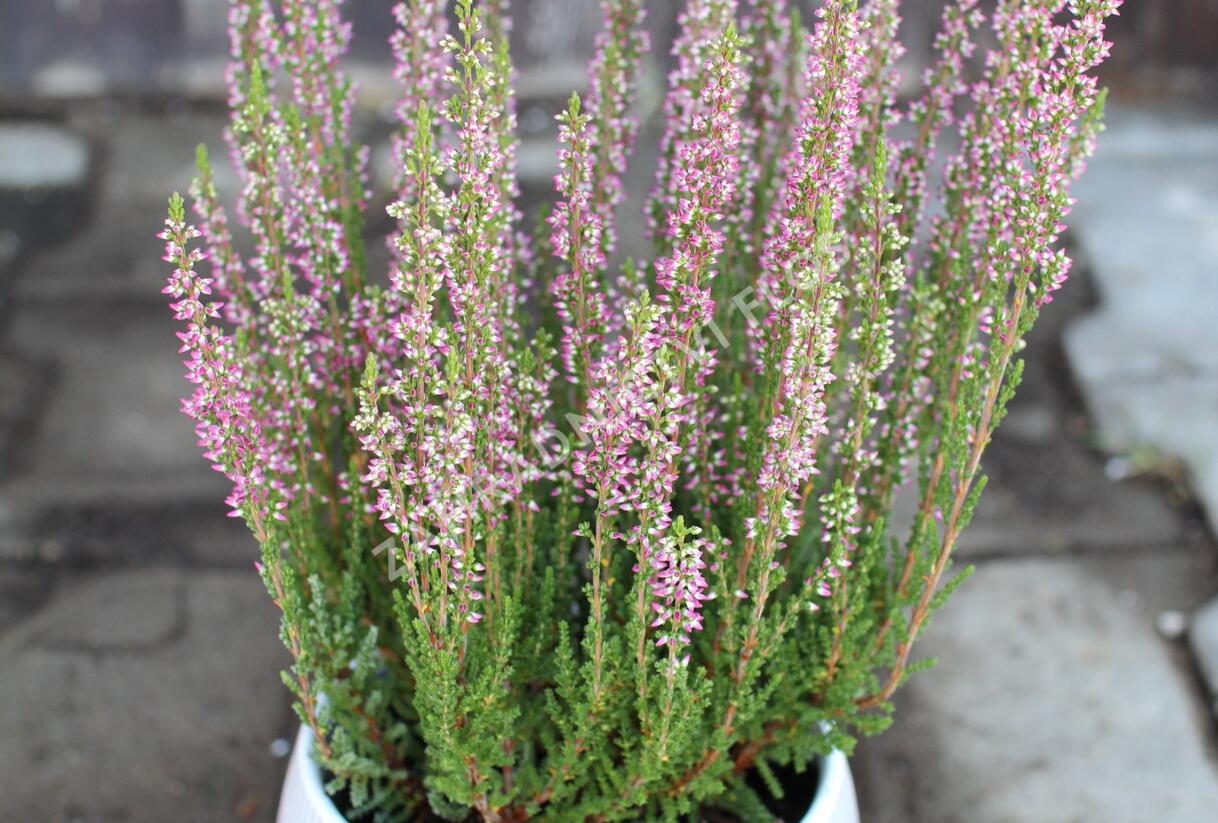 Vřes obecný 'Leandra' (Garden girls®) - Calluna vulgaris 'Leandra' (Garden girls®)