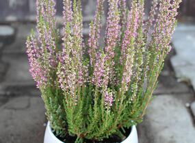 Vřes obecný 'Leandra' (Garden girls®) - Calluna vulgaris 'Leandra' (Garden girls®)