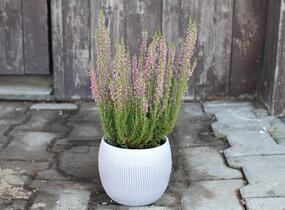 Vřes obecný 'Leandra' (Garden girls®) - Calluna vulgaris 'Leandra' (Garden girls®)