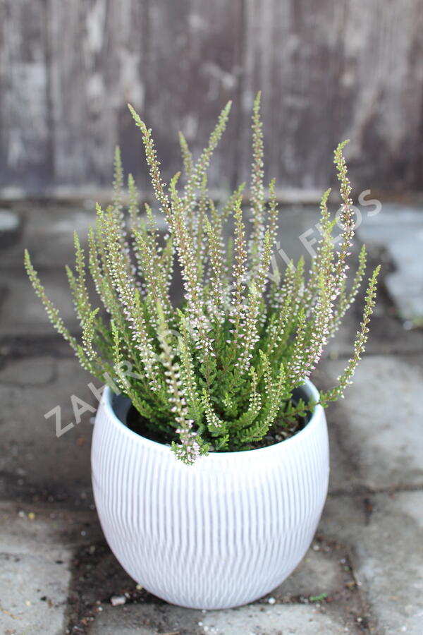 Vřes obecný 'Hilda' (Garden girls®) - Calluna vulgaris 'Hilda' (Garden girls®)