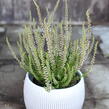 Vřes obecný 'Hilda' (Garden girls®) - Calluna vulgaris 'Hilda' (Garden girls®)