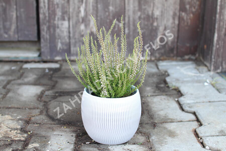 Vřes obecný 'Hilda' (Garden girls®) - Calluna vulgaris 'Hilda' (Garden girls®)
