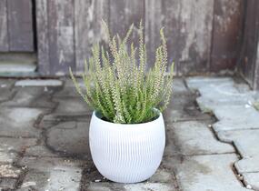 Vřes obecný 'Hilda' (Garden girls®) - Calluna vulgaris 'Hilda' (Garden girls®)