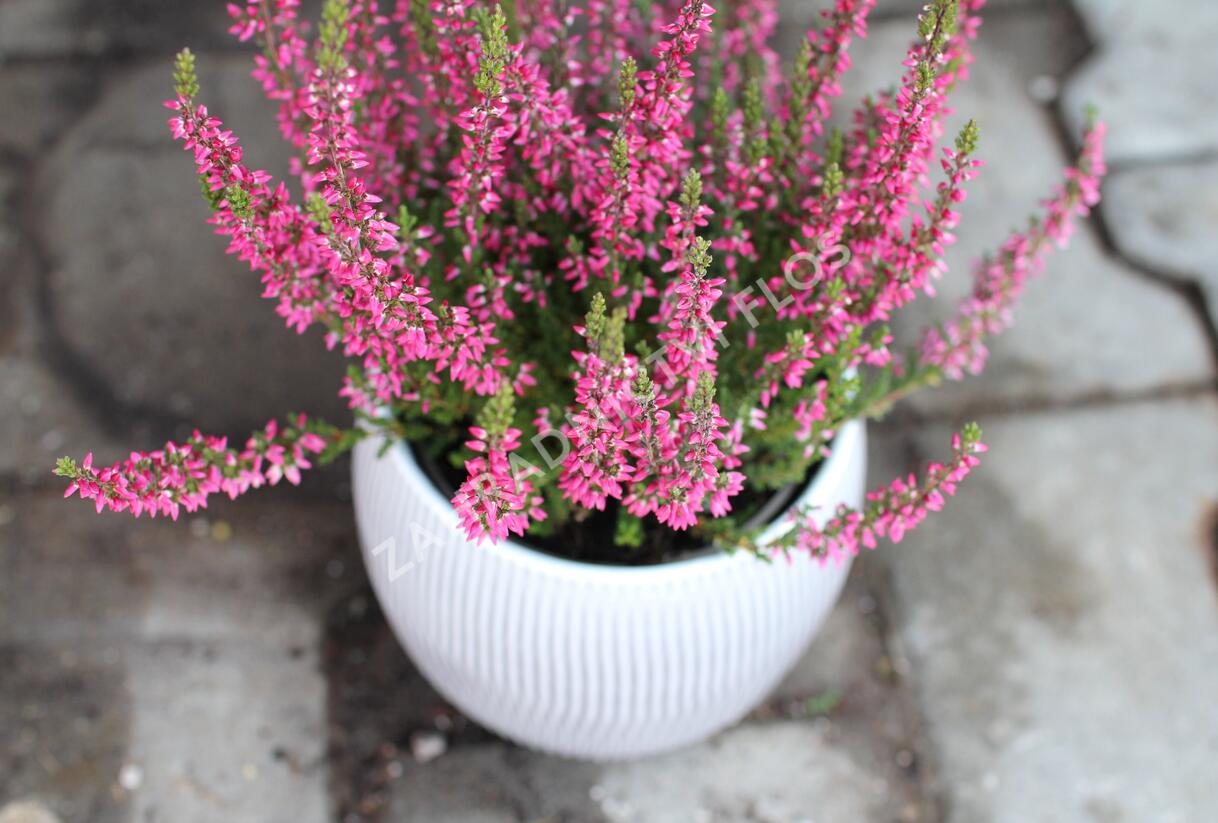 Vřes obecný 'Martina' (Garden girls®) - Calluna vulgaris 'Martina' (Garden girls®)