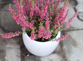 Vřes obecný 'Martina' (Garden girls®) - Calluna vulgaris 'Martina' (Garden girls®)