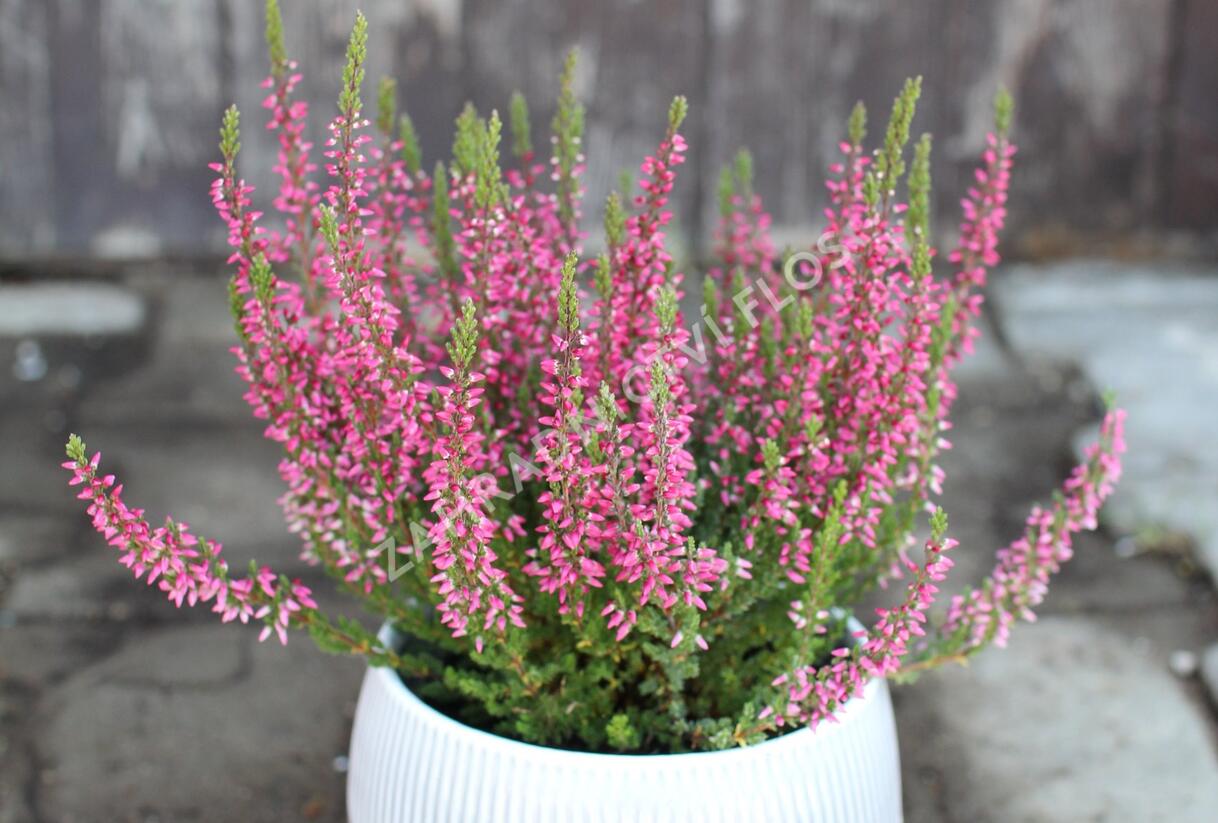 Vřes obecný 'Martina' (Garden girls®) - Calluna vulgaris 'Martina' (Garden girls®)