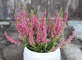 Vřes obecný 'Martina' (Garden girls®) - Calluna vulgaris 'Martina' (Garden girls®)