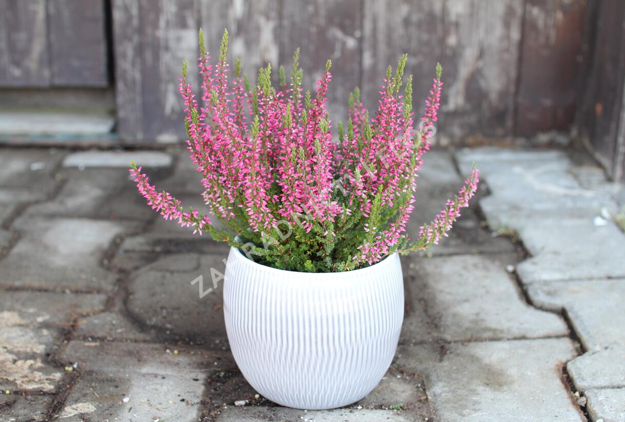 Vřes obecný 'Martina' (Garden girls®) - Calluna vulgaris 'Martina' (Garden girls®)