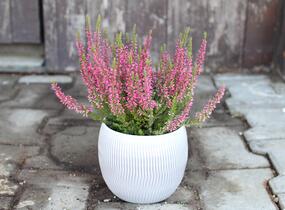 Vřes obecný 'Martina' (Garden girls®) - Calluna vulgaris 'Martina' (Garden girls®)