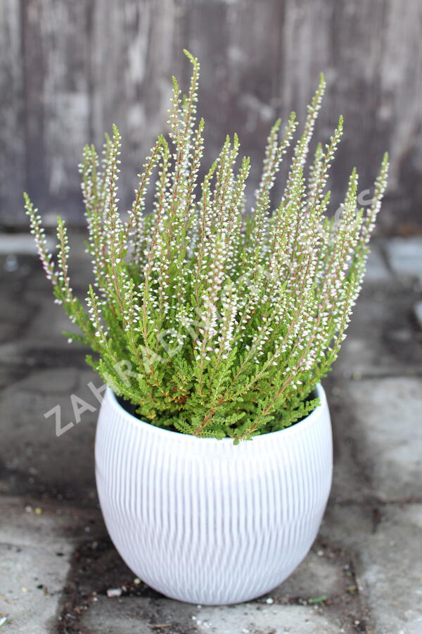 Vřes obecný 'Liliane' (Garden girls®) - Calluna vulgaris 'Liliane' (Garden girls®)