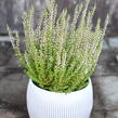 Vřes obecný 'Liliane' (Garden girls®) - Calluna vulgaris 'Liliane' (Garden girls®)