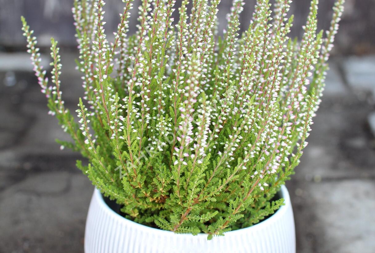 Vřes obecný 'Liliane' (Garden girls®) - Calluna vulgaris 'Liliane' (Garden girls®)