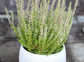 Vřes obecný 'Liliane' (Garden girls®) - Calluna vulgaris 'Liliane' (Garden girls®)