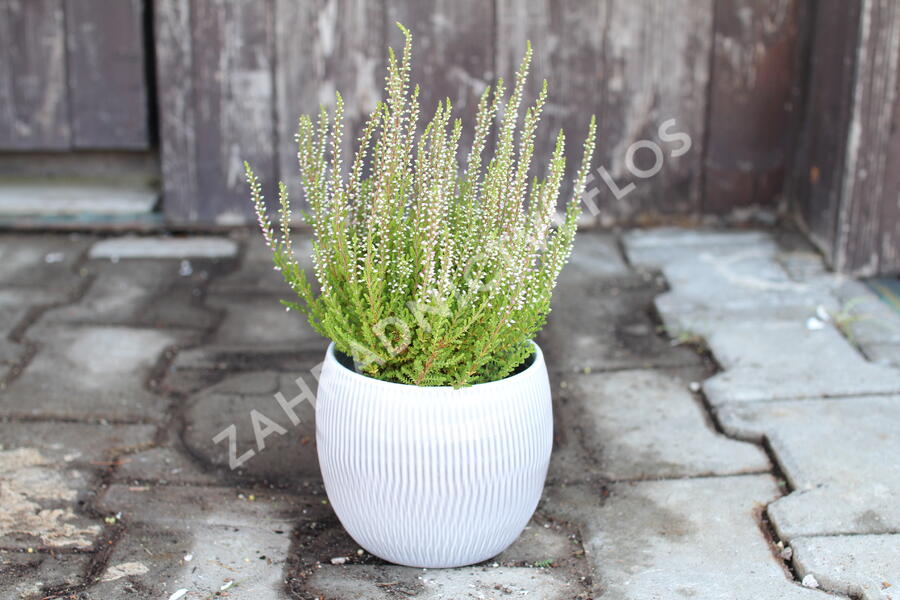 Vřes obecný 'Liliane' (Garden girls®) - Calluna vulgaris 'Liliane' (Garden girls®)
