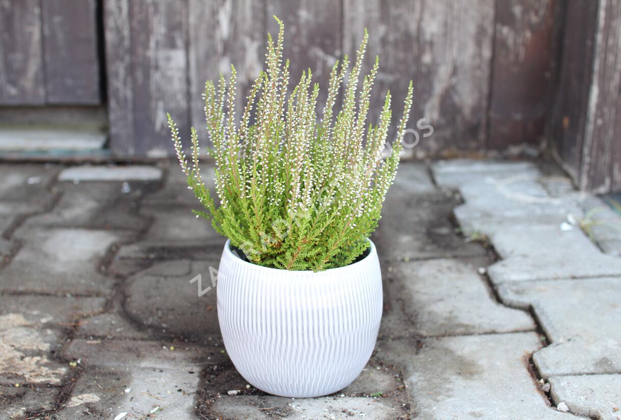 Vřes obecný 'Liliane' (Garden girls®) - Calluna vulgaris 'Liliane' (Garden girls®)