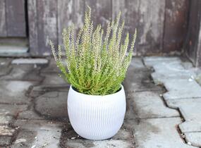 Vřes obecný 'Liliane' (Garden girls®) - Calluna vulgaris 'Liliane' (Garden girls®)