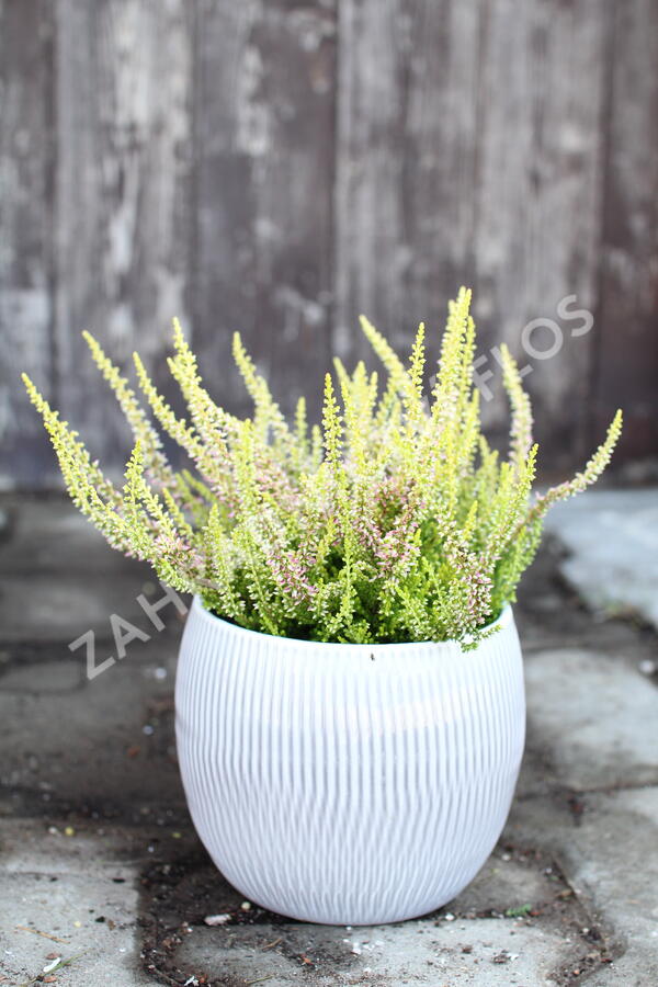 Vřes obecný 'Golden Angie' (Garden girls®) - Calluna vulgaris 'Golden Angie' (Garden girls®)