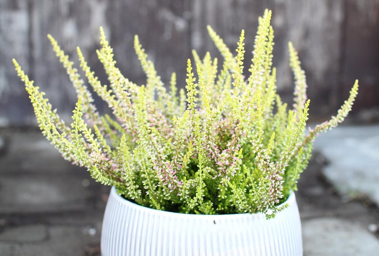 Vřes obecný 'Golden Angie' (Garden girls®) - Calluna vulgaris 'Golden Angie' (Garden girls®)