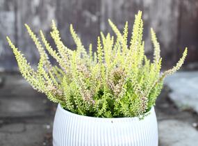Vřes obecný 'Golden Angie' (Garden girls®) - Calluna vulgaris 'Golden Angie' (Garden girls®)