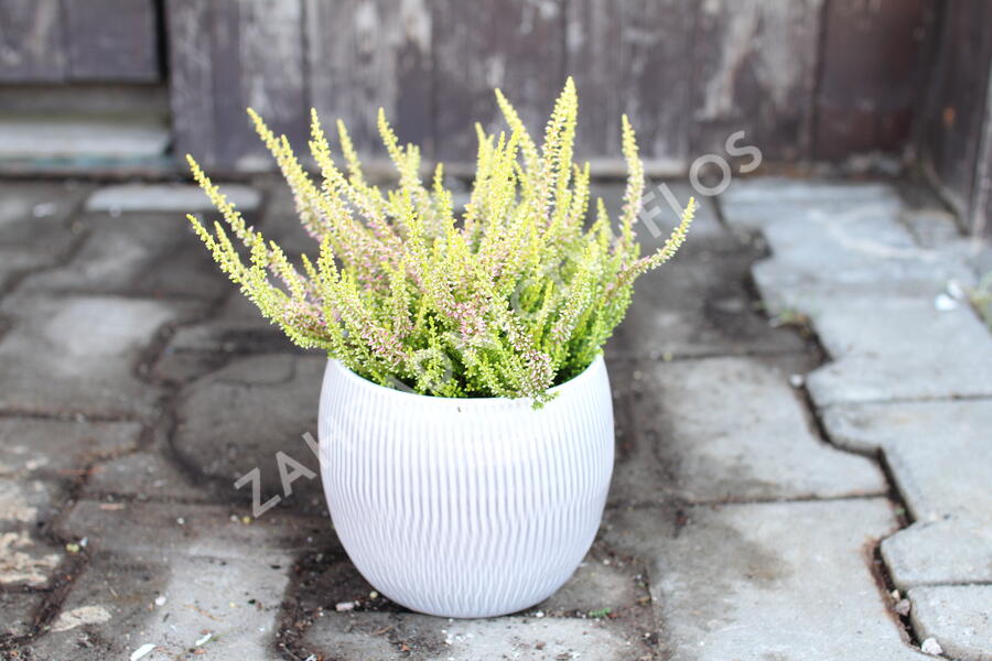Vřes obecný 'Golden Angie' (Garden girls®) - Calluna vulgaris 'Golden Angie' (Garden girls®)