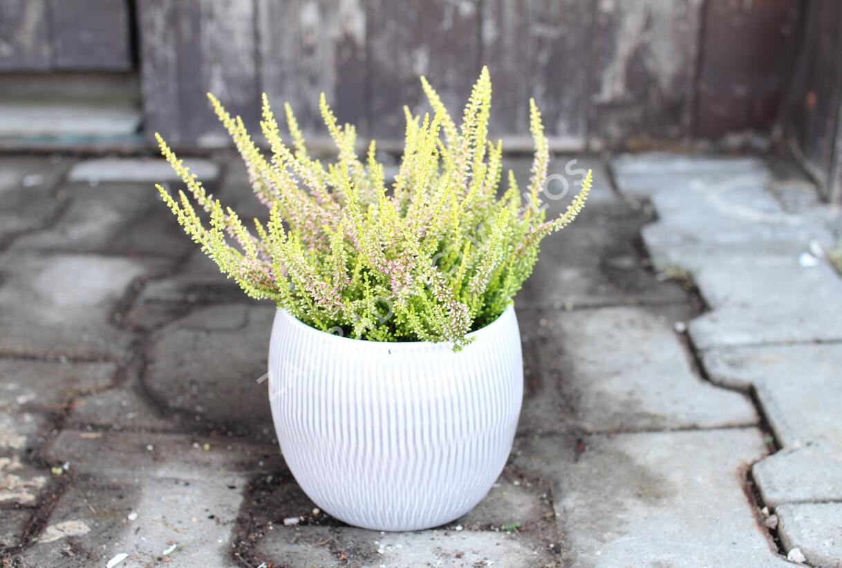 Vřes obecný 'Golden Angie' (Garden girls®) - Calluna vulgaris 'Golden Angie' (Garden girls®)