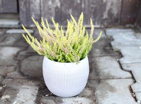 Vřes obecný 'Golden Angie' (Garden girls®) - Calluna vulgaris 'Golden Angie' (Garden girls®)