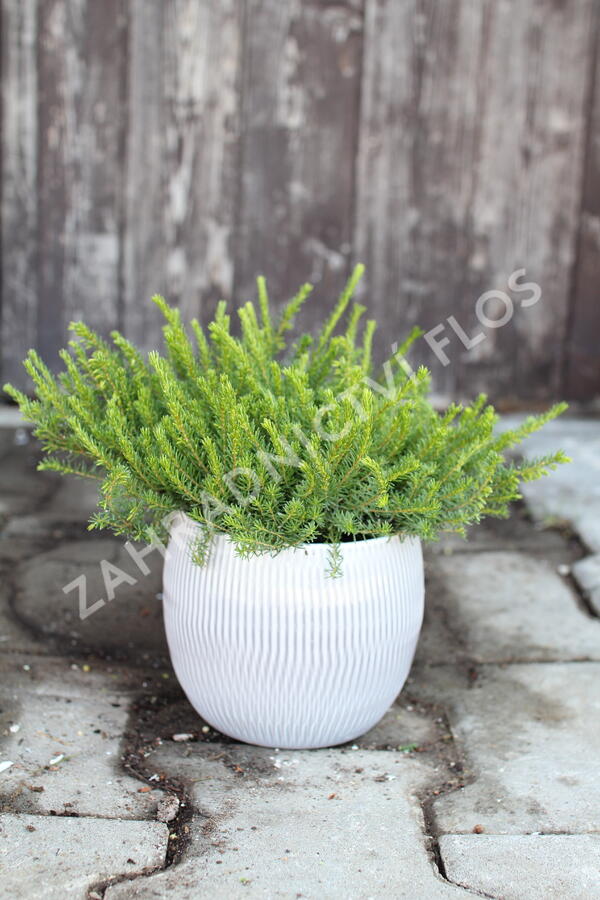 Vřesovec darlejský 'Snow Surprise' - Erica darleyensis 'Snow Surprise'