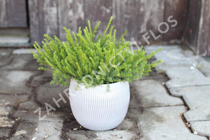 Vřesovec darlejský 'Snow Surprise' - Erica darleyensis 'Snow Surprise'