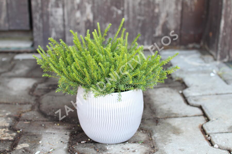 Vřesovec darlejský 'Snow Surprise' - Erica darleyensis 'Snow Surprise'