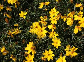 Krásnoočko přeslenité 'Corleone Gold' - Coreopsis verticillata 'Corleone Gold'