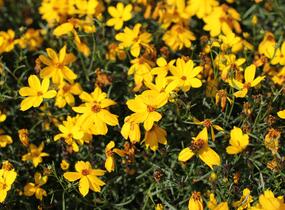 Krásnoočko přeslenité 'Corleone Gold' - Coreopsis verticillata 'Corleone Gold'