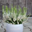 Vřes obecný 'Hammondii' - Calluna vulgaris 'Hammondii'