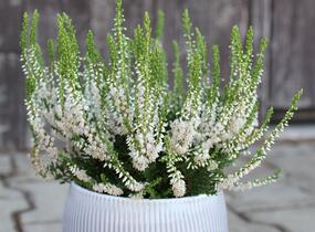 Vřes obecný 'Hammondii' - Calluna vulgaris 'Hammondii'